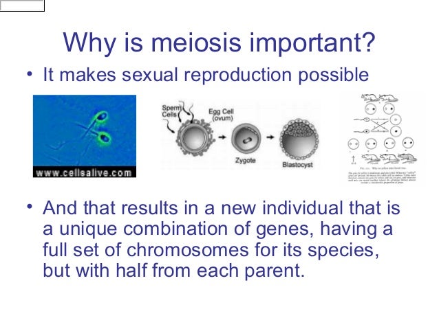 Why is meiosis important for sexual reproduction images 473